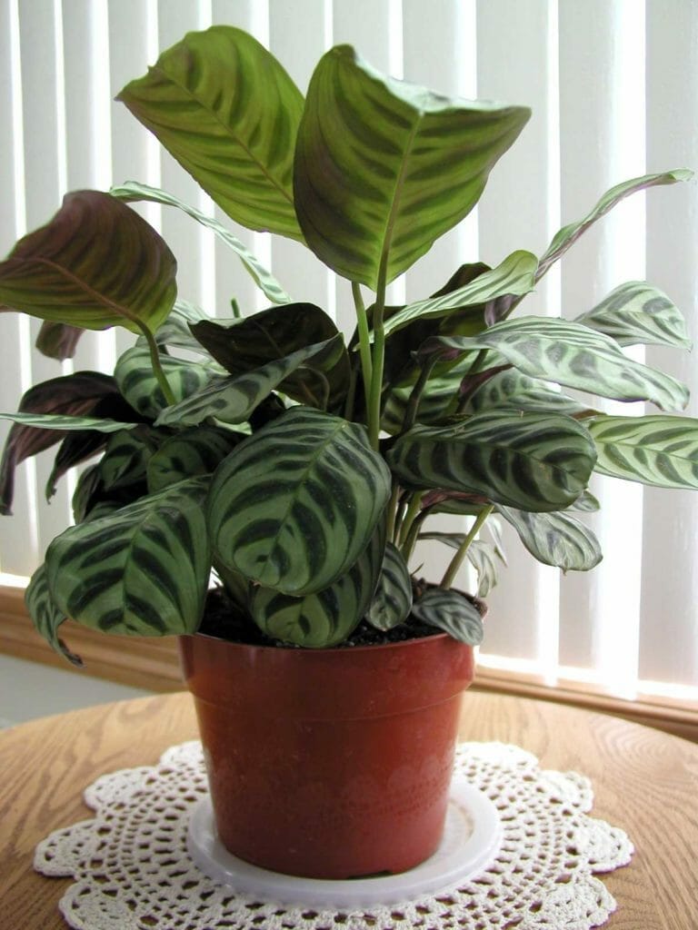 Calathea Exotica: Plant Care Guide 10 calathea exotica plant in pot