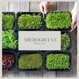 Different Types of Microgreens: Perfect Starter Varieties + Tips 1 different types of microgreens in a tray