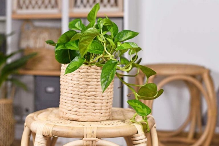 Global Green Pothos: Care Guide & 7 Common Problems to Avoid 1 global green pothos plant in basket pot