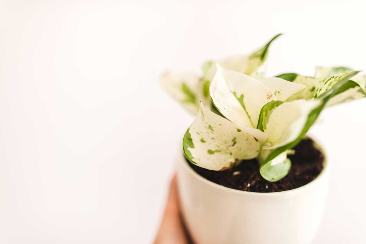 Manjula Pothos Plant Care Guide + 4 Common Problems to Avoid 2 Harlequin or Manjula Pothos plant in white pot