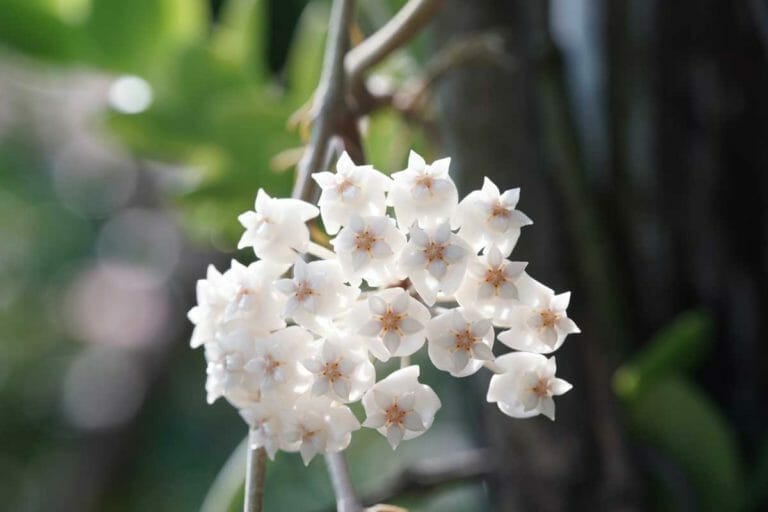 Hoya Verticillata: Fun Facts & Care Tips + Common Problems to Avoid 5 hoya verticillata plant in bloom