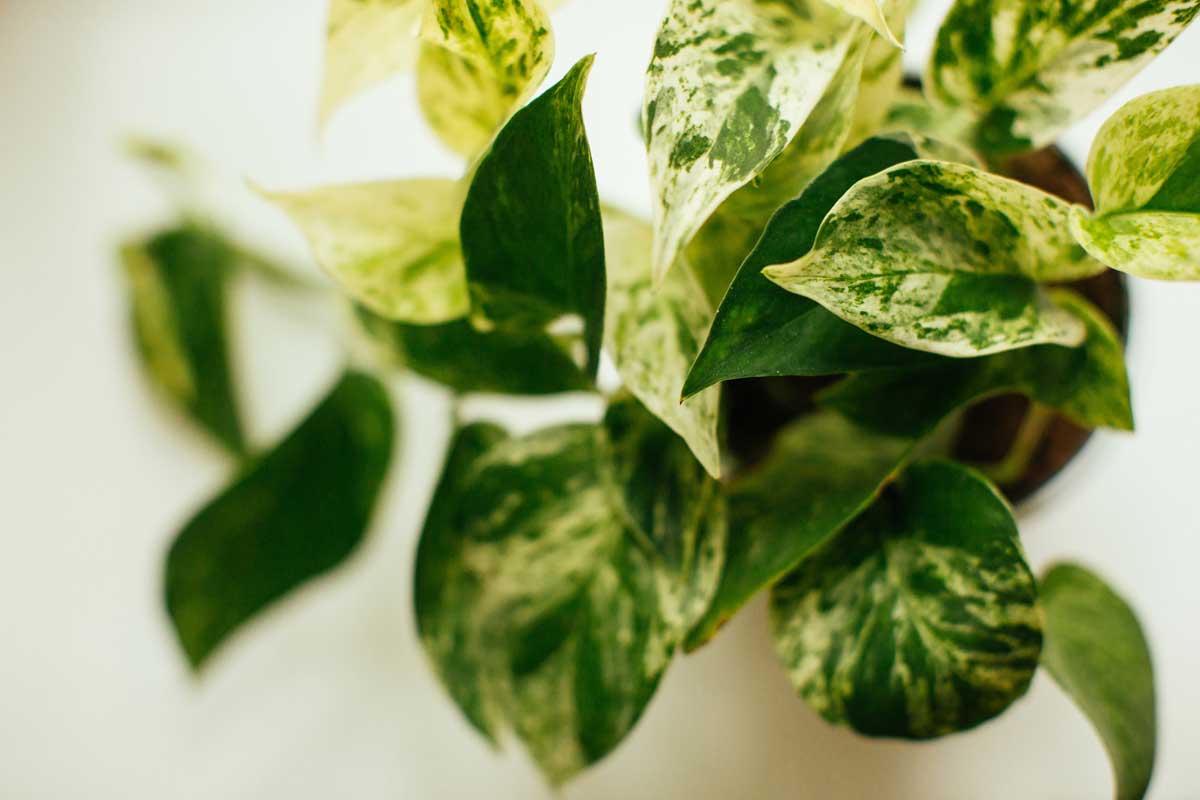 Jessenia Pothos vs Marble Queen Pothos: The Two Varieties Compared 2 jessenia pothos plant in white pot