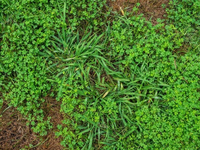 Killing Crabgrass With Baking Soda (Explained + Precautions) 3 lawn with crabgrass