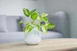 Have a Leggy Pothos Plant? (3 Reasons Why + How to Fix) 1 leggy looking pothos plant on a table