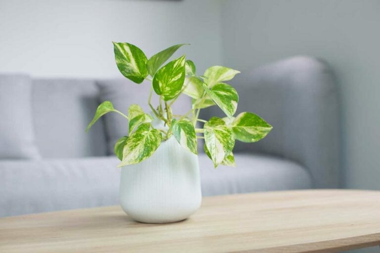 How To Keep a Pothos From Getting Leggy (4 Solutions Explained) 8 leggy looking pothos plant on a table