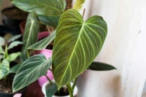 Philodendron Splendid: Plant Care Guide (Verrucosum x Melanochrysum) 1 philodendron splendid plant in pot