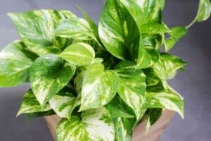 How To Make a Pothos Look Bushier: Use These 4 Methods 1 bushy looking pothos plant