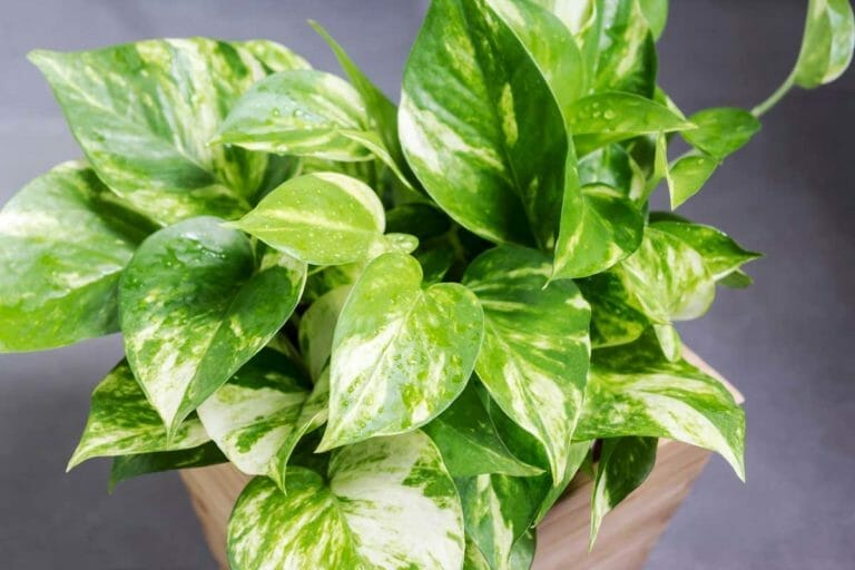 How To Make a Pothos Look Bushier: Use These 4 Methods 9 bushy looking pothos plant
