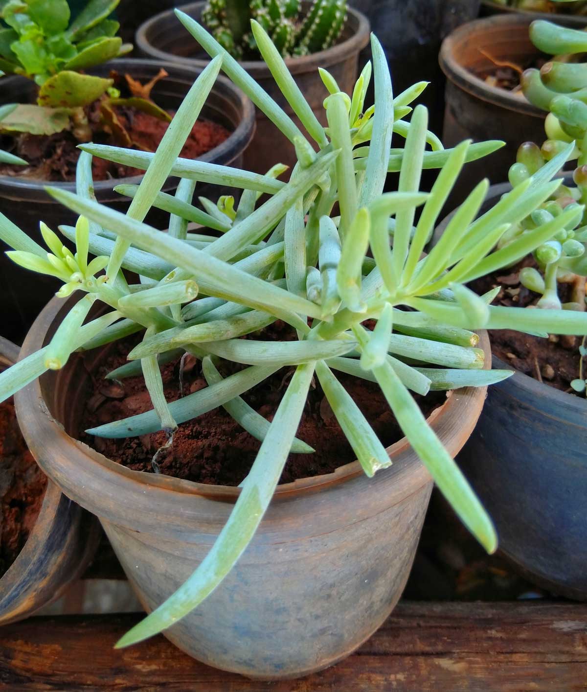 Senecio Barbertonicus: Care Guide + 8 Mistakes to Avoid (Succulent Bush Senecio) 2 senecio barbertonicus plant in a pot