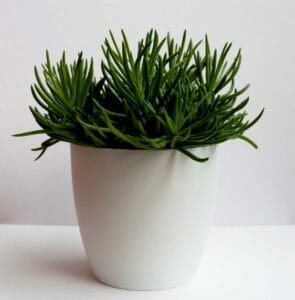 Senecio Barbertonicus: Care Guide + 8 Mistakes to Avoid (Succulent Bush Senecio) 1 senecio barbertonicus plant in white pot