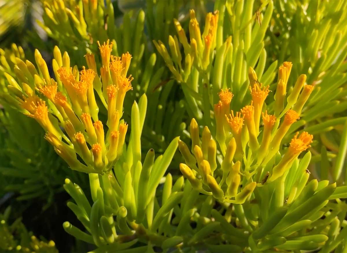 Senecio Barbertonicus: Care Guide + 8 Mistakes to Avoid (Succulent Bush Senecio) 4 senecio barbertonicus plant with blooming flowers