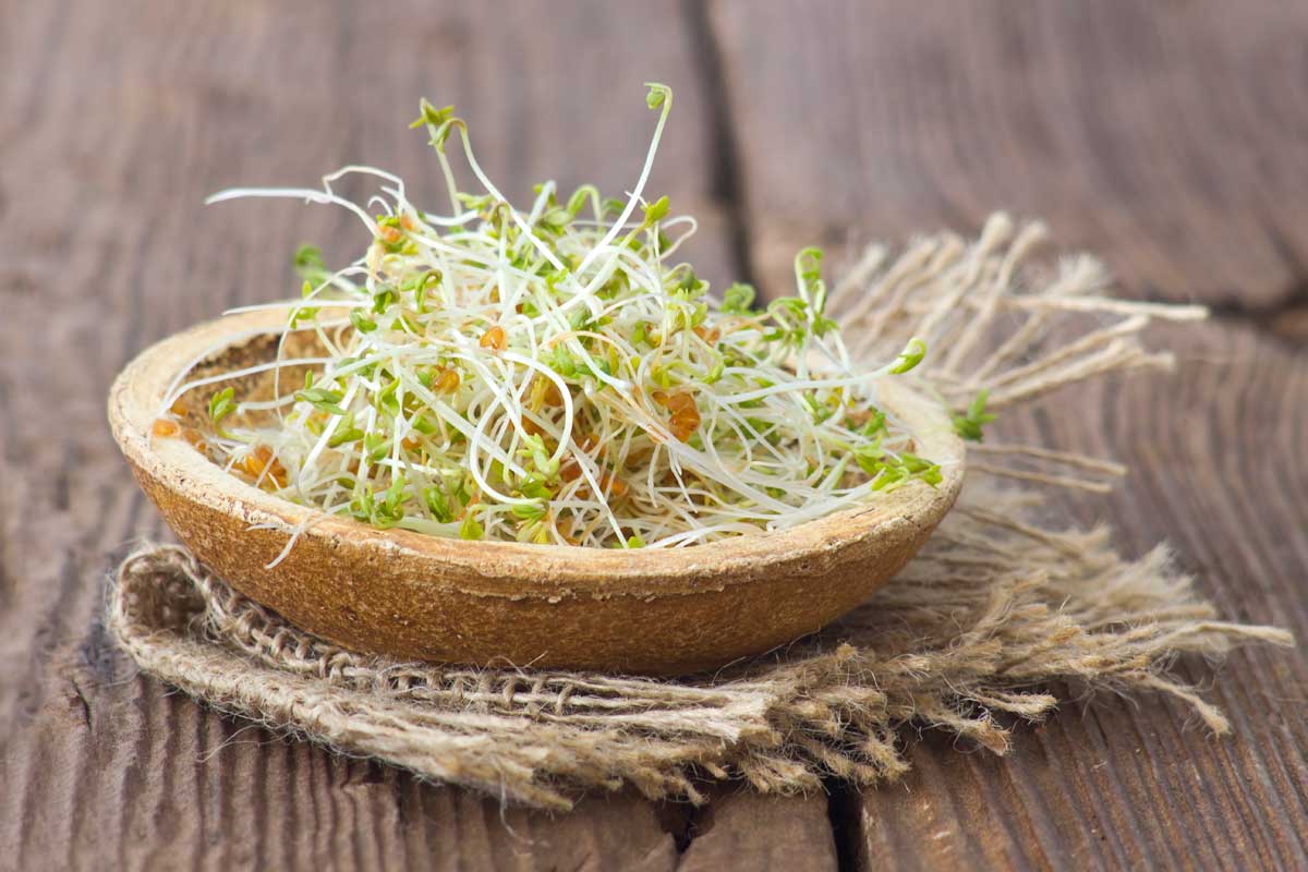 Sprouts vs. Microgreens / Baby Greens (Differences + Nutrition) 2 sprouts