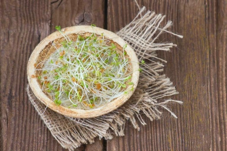 Sprouts vs. Microgreens / Baby Greens (Differences + Nutrition) 6 sprouts with a wood background