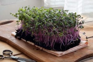 Growing Microgreens: Easy & Quick 10 Step How-to (Explained) 1 growing red cabbage microgreens