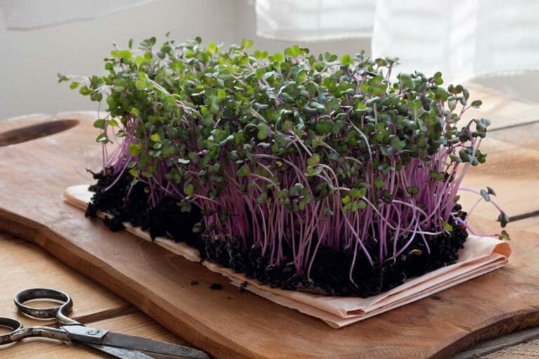 Growing Microgreens: Easy & Quick 10 Step How-to (Explained) 8 growing red cabbage microgreens