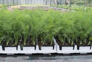 Dill Companion Plants: Good + Bad (Avoid Awful Taste) 1 dill plants at a farm ready for companion planting