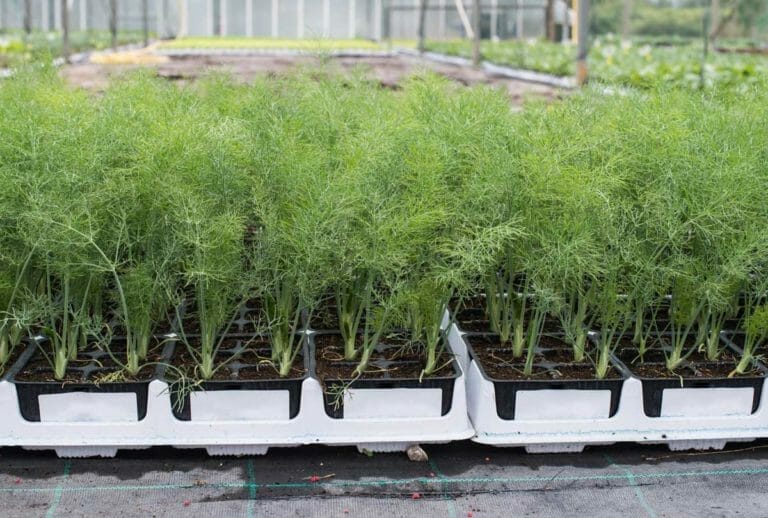 Dill Companion Plants: Good + Bad (Avoid Awful Taste) 1 dill plants at a farm ready for companion planting