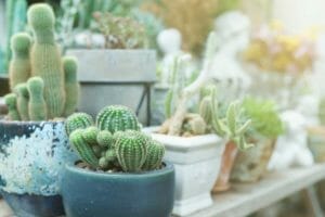 How Big Do Succulents Get? (Explained + Tips) 1 succulents of various sizes in pots