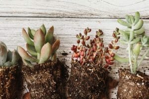 How Long Does It Take To Propagate Succulents? (Top 5 Methods & Times) 1 repotting and propagating succulent plants
