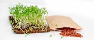 10 Common Q&A's: Grow Microgreens Like a Pro 1 microgreens and seed packet