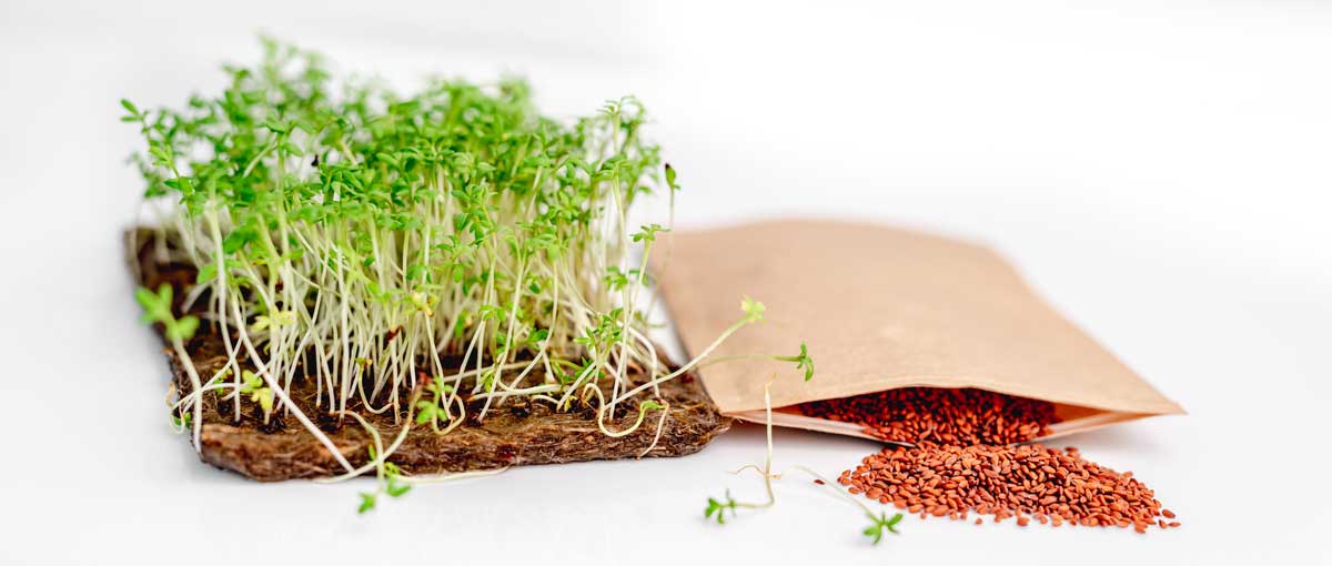 What Do You Need to Grow Microgreens? (11 Essential Items) 3 supply of seeds with microgreens