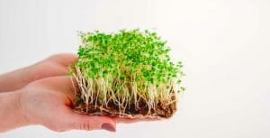 Health Benefits of Microgreens (Nutrient-Dense + Improves Soil, Body, Planet) 1 hand holding microgreens