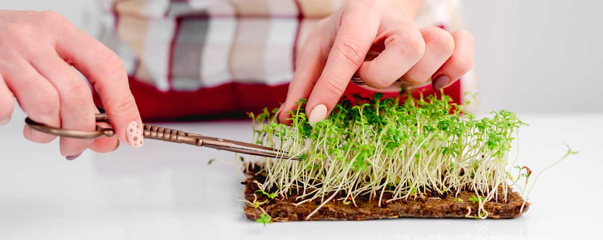 What Do You Need to Grow Microgreens? (11 Essential Items) 4 harvesting microgreens
