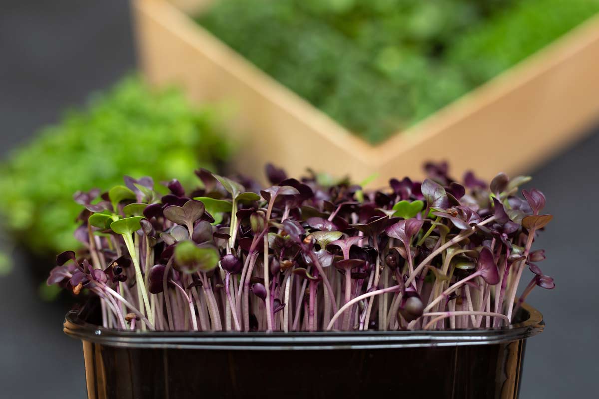 Different Types of Microgreens: Perfect Starter Varieties + Tips 3 one of the different types of microgreens available: purple radish