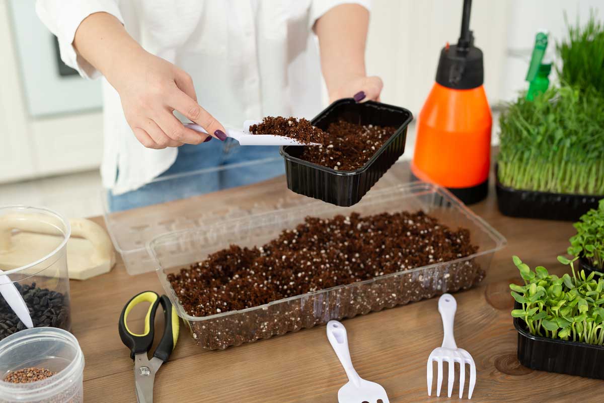 What Do You Need to Grow Microgreens? (11 Essential Items) 2 adding soil to a tray for microgreens