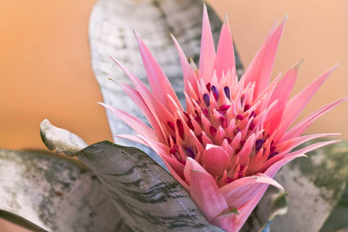 Urn Plant: Hardy & Beautiful Blooms (Aechmea Care Guide) 3 aechmea plant in bloom with pink flower