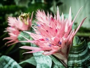 Urn Plant: Hardy & Beautiful Blooms (Aechmea Care Guide) 1 flowering urn plant
