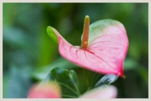 How Long Do Anthurium Plants Live? (Answered + Tips to Extend Life) 1 anthurium andraeanum plant