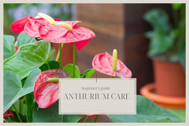 Anthurium Plant Care: 101 Beginner's Guide for Beautiful Blooms 4 anthurium plant care guide
