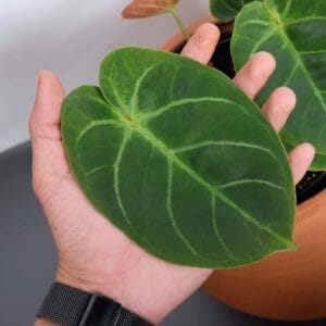 Anthurium Dressleri: Plant Care & Propagation, 4 Common Problems + Buying Tips 1 anthurium dressleri plant close up with hand