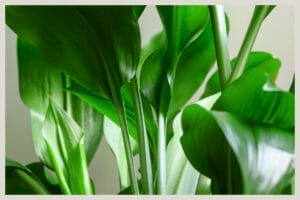 Aspidistra Elatior (Cast Iron) Plant Care: Beginner's Guide + Tips 1 aspidistra elatior cast iron plant