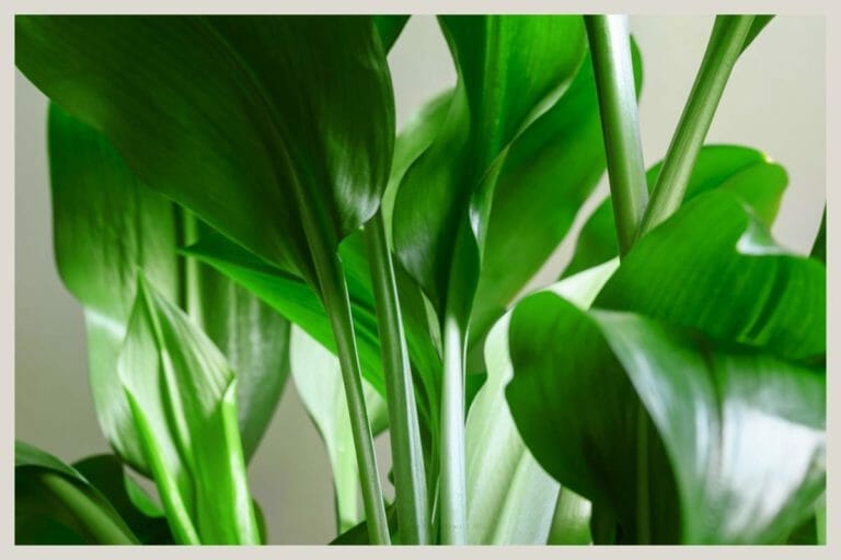 Aspidistra Elatior (Cast Iron) Plant Care: Beginner's Guide + Tips 1 aspidistra elatior cast iron plant