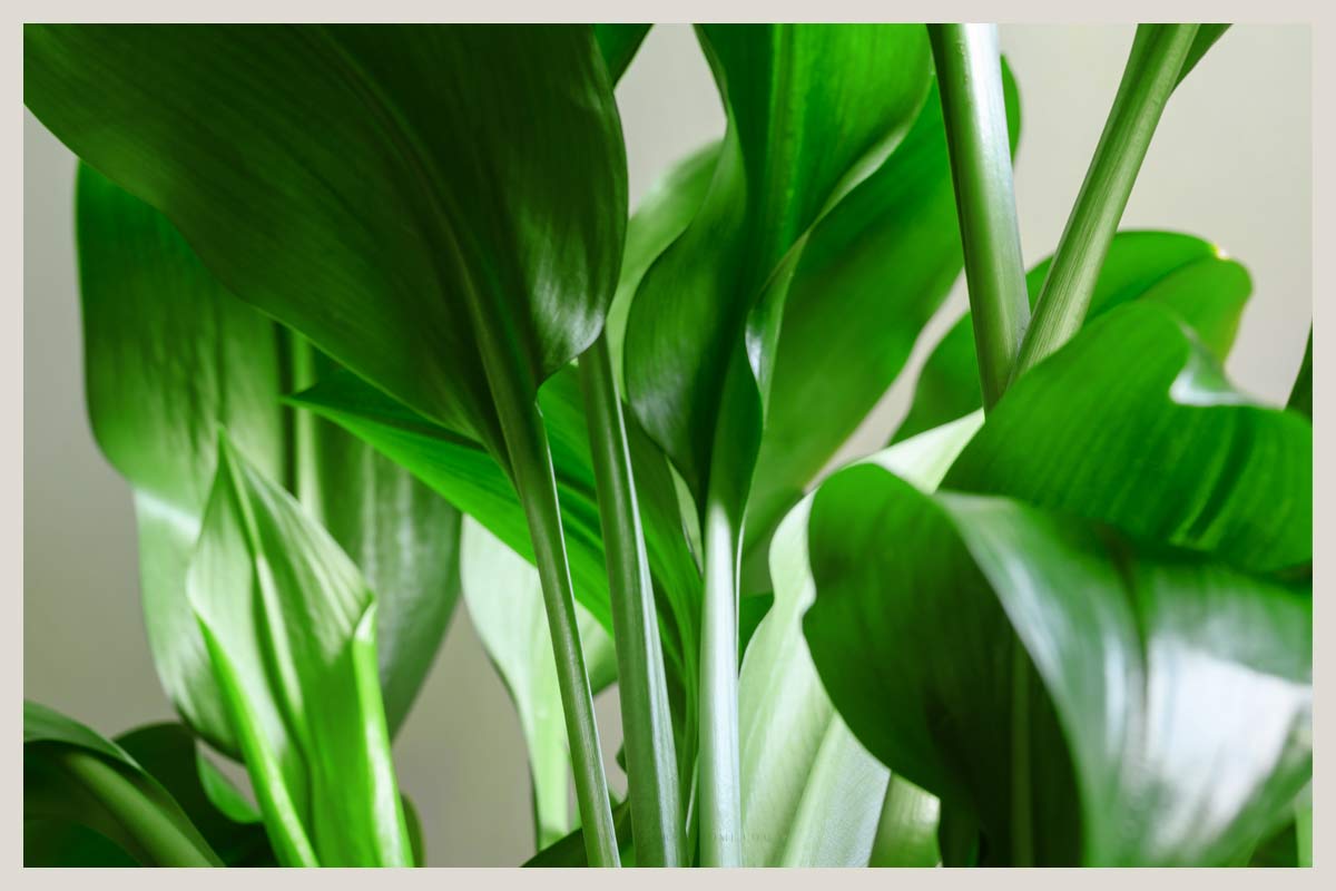 18 Plants That Flourish in Humid Bathrooms 15 aspidistra elatior cast iron plant