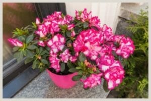Azalea Plant Care: 101 Beginner's Guide + Common Problems to Avoid 1 pink azalea flowers in pot