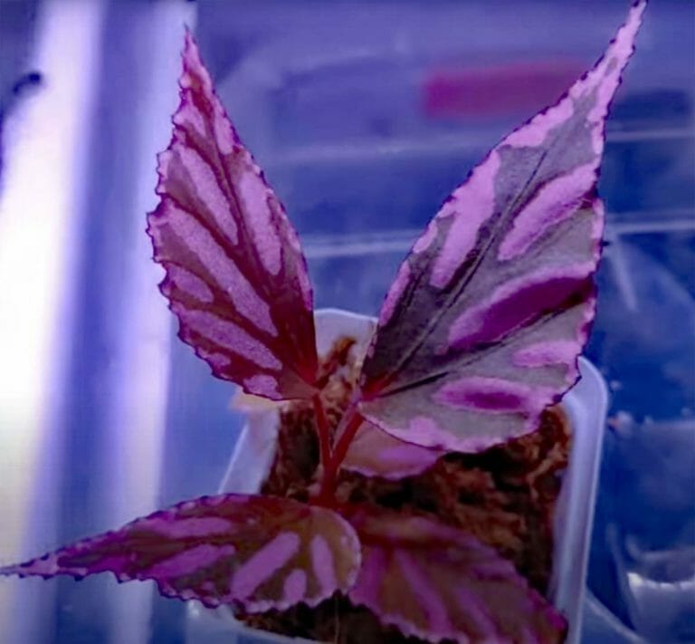 Begonia Julau Care: Beginner's Plant Guide + 5 Tips to Prevent Problems 10 begonia julau plant