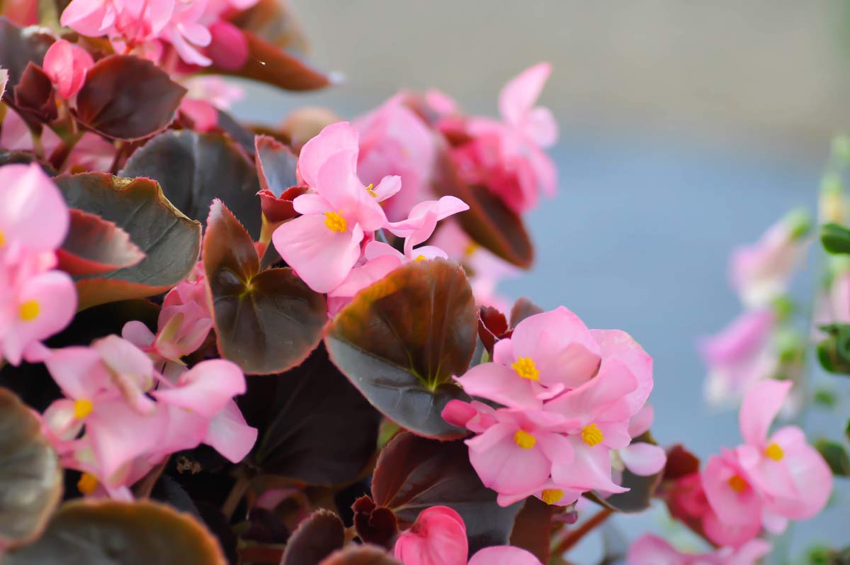 begonia