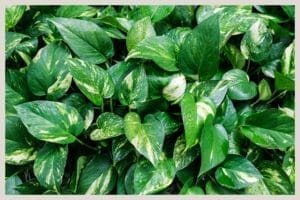 Will Pothos Plants Destroy My Aquarium? (Answer + Pros & Cons) 1 bunch of pothos plants in aquarium