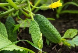 Bush Cucumbers: New Space-Saving Growing Method (No Trellis) 1 bush cucumber plants growing on ground