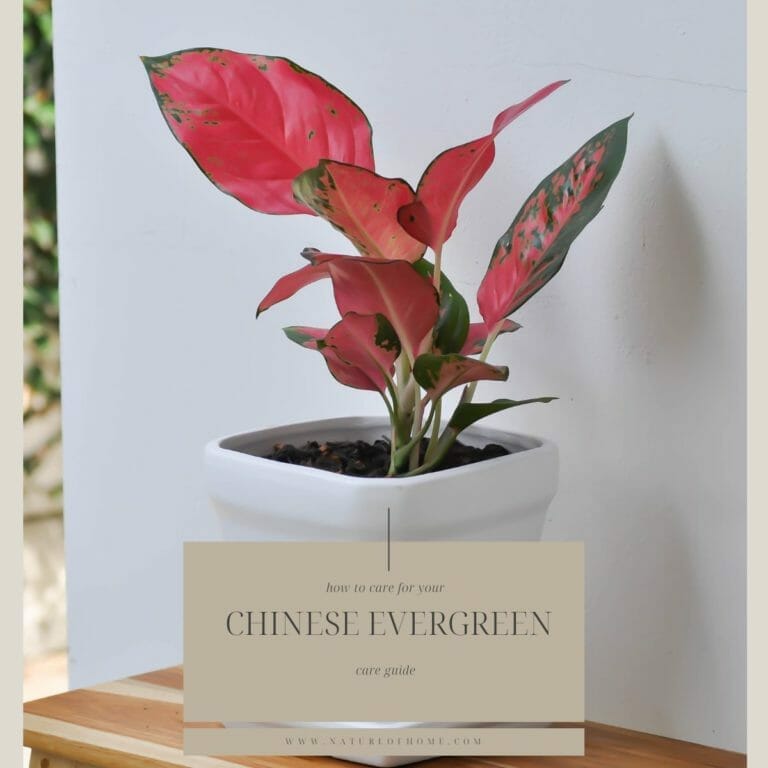How to Care for Chinese Evergreen Plants (Aglaonema commutatum) 5 guide for how to care for chinese evergreen plants