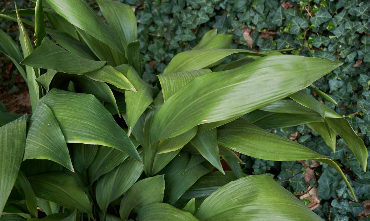 Aspidistra Elatior (Cast Iron) Plant Care: Beginner's Guide + Tips 3 cast iron plant growing in a garden