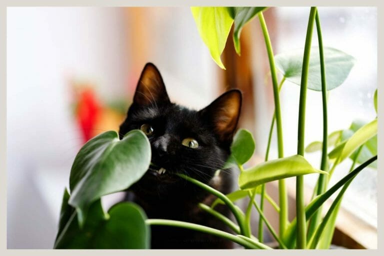 Are Pothos Toxic to Cats? Poisonous Plant Questions (Solved) 10 black cat eating a pothos plant - ss-1900728004