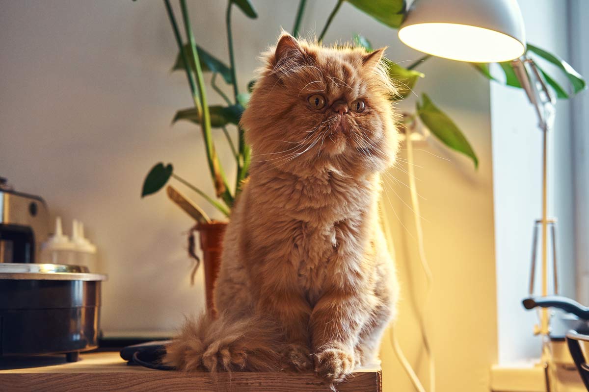 10 Beautiful Household Plants That Are Toxic for Cats 6 cat with pothos in background
