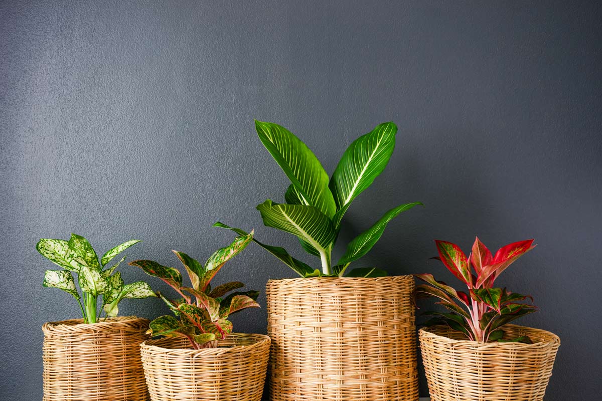 How to Care for Chinese Evergreen Plants (Aglaonema commutatum) 2 chinese evergreen plants in wicker baskets