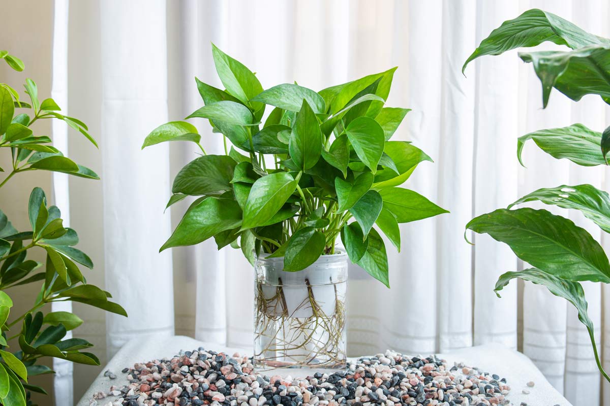 jade pothos plant