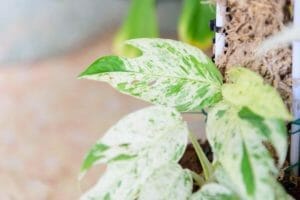 Epipremnum Pinnatum Marble: Care Guide for Marble King Pothos + 3 Problems to Avoid 1 Epipremnum pinnatum Marble pothos plant