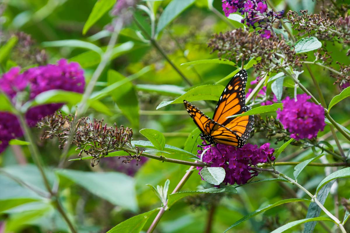 Monarch Butterfly Facing Extinction: U.S. Proposes Protections 5 butterfly bush fall flower in bloom with butterfly